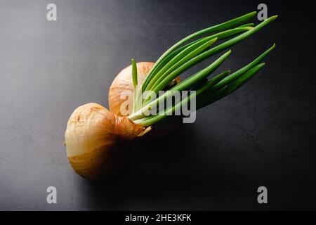 Gekeimt und ungekeimt Zwiebeln auf dunklem Hintergrund: Eine gelbe Zwiebel mit grünen Blättern oder Triebe, die neben einer ungekeimt Zwiebel keimen Stockfoto