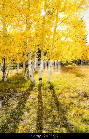 Lange Schatten, die von den Baumstämmen aus Aspen mit leuchtend gelben Blättern auf den mit Blättern übersäten Boden geworfen werden, Kaibab National Forest in der Nähe des De Motte Campground, AZ Stockfoto