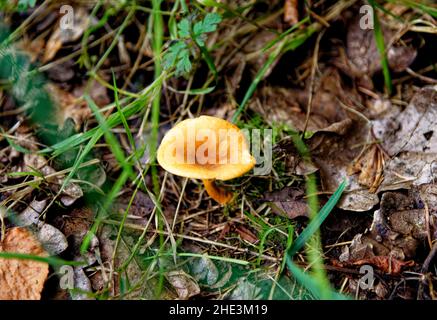 Pilze - Tubaria hiemalis - Winter Twiglet. Whipsnade Tree Cathedral, Chilterns, Bedfordshire, England, Vereinigtes Königreich Stockfoto