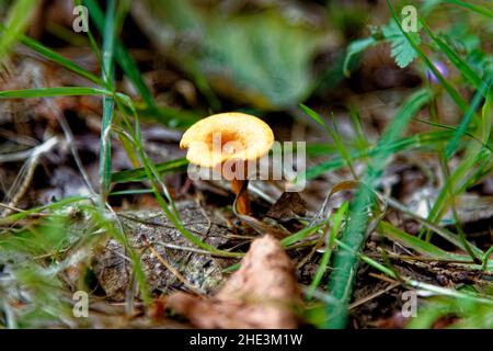 Pilze - Tubaria hiemalis - Winter Twiglet. Whipsnade Tree Cathedral, Chilterns, Bedfordshire, England, Vereinigtes Königreich Stockfoto