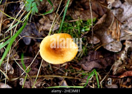 Pilze - Tubaria hiemalis - Winter Twiglet. Whipsnade Tree Cathedral, Chilterns, Bedfordshire, England, Vereinigtes Königreich Stockfoto