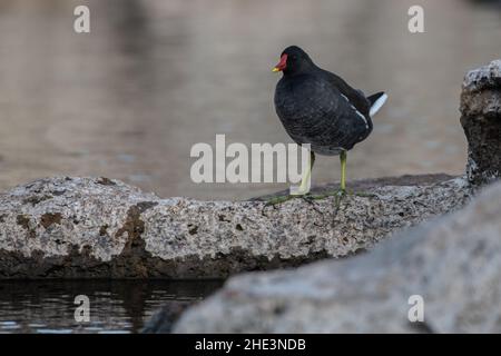 Ein gemeiner Moorhuhn (Gallinula chloropus), der auf einem Felsen im Nil in der Nähe von Assuan, Ägypten, sitzt. Stockfoto