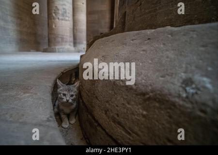 Ein niedliches Kätzchen versteckt sich in der Nähe einer alten Steinsäule im Vorraum des Tempels von Philae in Assuan, Ägypten. Stockfoto