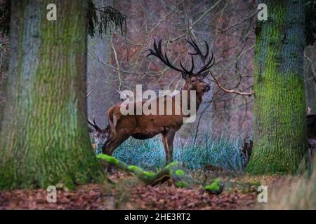 Duelmen, NRW, Deutschland. Ein Rothirsch streckt sich in der Kälte. Rothirsche (Cervus elaphus) und Dama dama-Hirsche (Dama dama) schwirren eng zusammen in der Nähe von Futterplätzen mit Rüben, die von Waldhütern in den kältesten Wochen des Winters bereitgestellt werden, da die Temperaturen an einem kalten und nebligen Tag im Naturschutzgebiet Duelmen im Münsterland unter den Gefrierpunkt sinken. Kredit: Imageplotter/Alamy Live Nachrichten Stockfoto