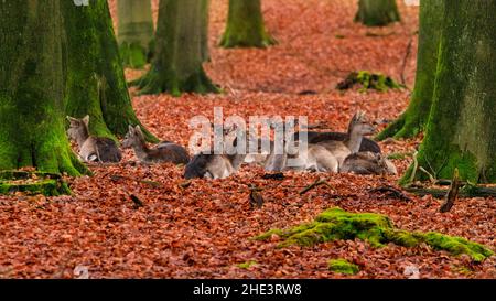 Duelmen, NRW, Deutschland. Eine Gruppe von Damhirsch-Weibchen (Hinden) schlummern im winterlichen Wald. Rothirsche (Cervus elaphus) und Dama dama-Hirsche (Dama dama) schwirren eng zusammen in der Nähe von Futterplätzen mit Rüben, die von Waldhütern in den kältesten Wochen des Winters bereitgestellt werden, da die Temperaturen an einem kalten und nebligen Tag im Naturschutzgebiet Duelmen im Münsterland unter den Gefrierpunkt sinken. Kredit: Imageplotter/Alamy Live Nachrichten Stockfoto