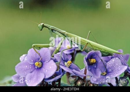 Das Erwachsene Weibchen der grünen Gottesanbeterin ruht auf violetten Blüten Stockfoto