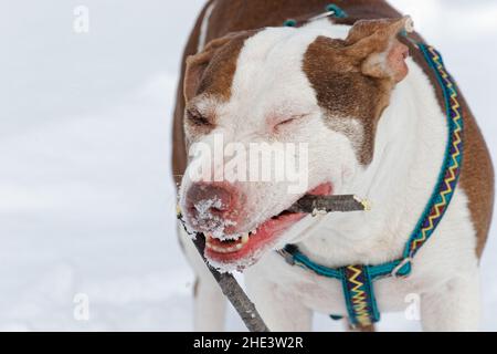 Ein erwachsener Hund, der im Winter draußen auf einem Stock kaut. Quebec, Kanada Stockfoto