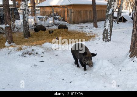 Wildschwein auf der Suche nach Nahrung auf einer Winterfarm Stockfoto