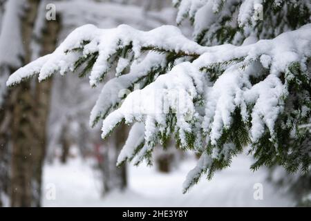 Zweige einer Fichte, die im Winter mit Schnee bedeckt ist, aus nächster Nähe Stockfoto