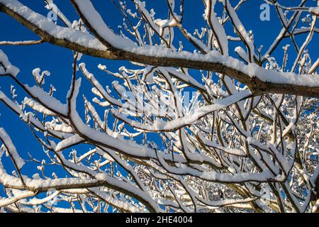 Schneebedeckte Äste an einem sonnigen Wintertag gegen den klaren blauen Himmel Stockfoto