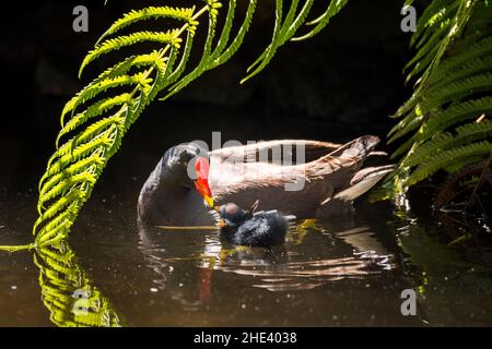 Moorhuhn (Gallinula chloropus), Erwachsene füttern seine Jungen. Stockfoto