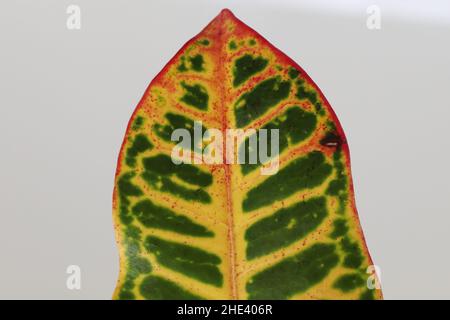 Die Blattspitze einer Croton-Pflanze mit mehreren Farben Stockfoto