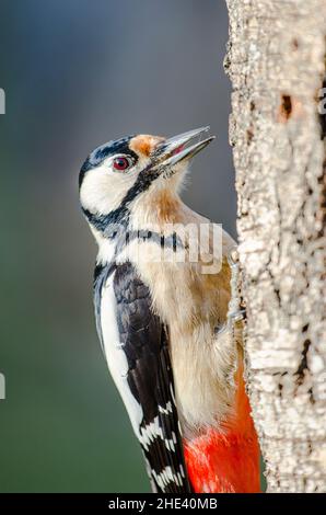 Buntspecht (Dendrocopos major), Männchen auf einem Birkenstamm. Stockfoto