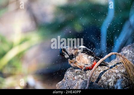 Buntspecht der canariensis-Unterart (Dendrocopos major canariensis), fotografiert auf Teneriffa, schüttelt und spritzt nach einem Bad. Stockfoto