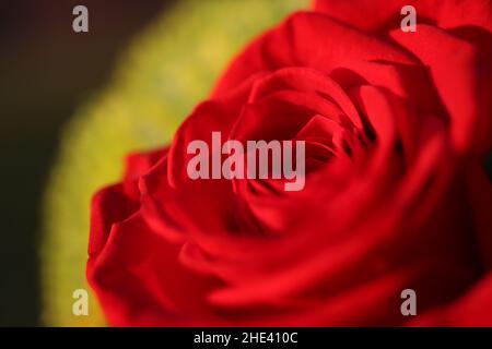 Nahaufnahme einer blühenden roten Rose Stockfoto