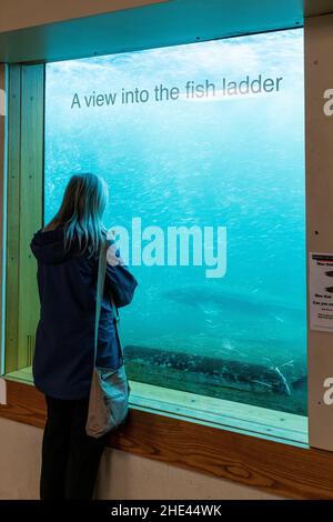 Tourist erkundet eine Fischleiter durch ein transparentes Unterwasserfenster; Besucherzentrum von Bonneville Lock & Dam; Columbia River an der Washington & Orego Stockfoto