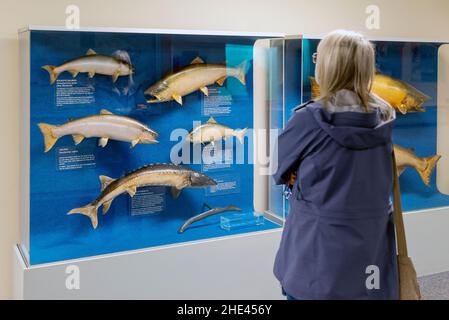 Touristen erkunden das Besucherzentrum von Bonneville Lock & Dam, den Columbia River an der Grenze zu Washington und Oregon sowie die USA Stockfoto