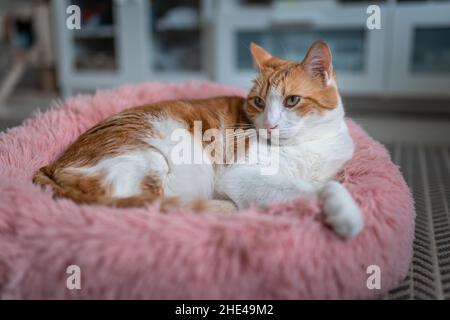 Braune und weiße Katze mit gelben Augen auf einem rosa Bett. Nahaufnahme Stockfoto