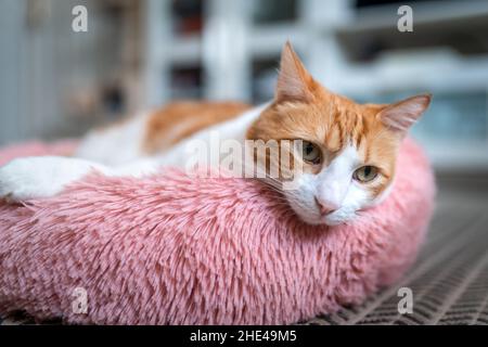 Braune und weiße Katze mit gelben Augen auf einem rosa Bett. Nahaufnahme Stockfoto