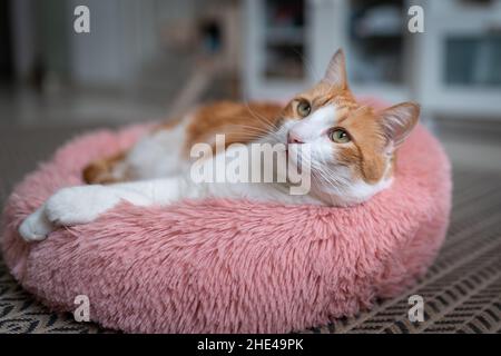 Braune und weiße Katze mit gelben Augen auf einem rosa Bett. Nahaufnahme Stockfoto