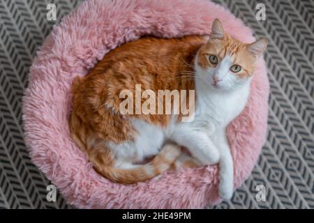 Braune und weiße Katze mit gelben Augen auf einem rosa Bett. Nahaufnahme Stockfoto