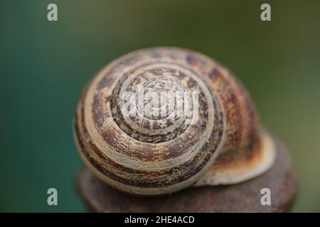 Helix Schnecke Nahaufnahme, goldener Abschnitt Spriral Geometrie Shell Details, Tierwissenschaft in der Natur Stockfoto