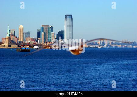 Möwe fliegt über den Hudson River in der Nähe der Liberty Island in New York City, USA Stockfoto