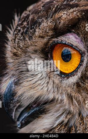 Nahaufnahme von Eagle Owl Stockfoto
