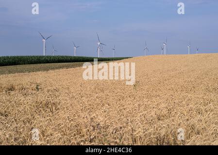 Weizenfeld mit Windmühle im Hintergrund, Österreich, Europa Stockfoto