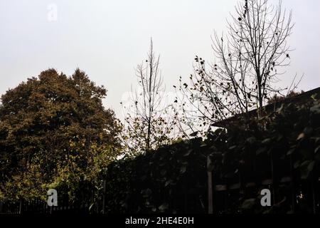 Baumkronen am bewölkten Himmel Stockfoto