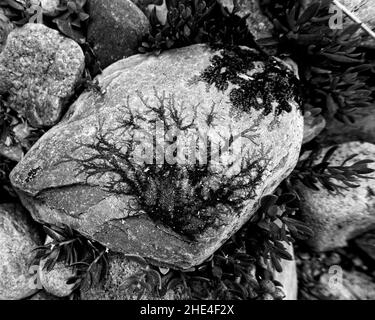 Natürliche Kunstwerke, die von Flechten auf einem Felsen gemacht werden und wie Dendriten oder Bonsai-Bäume aussehen. Stockfoto