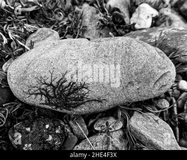 Natürliche Kunstwerke, die von Flechten auf einem Felsen gemacht werden und wie Dendriten oder Bonsai-Bäume aussehen. Stockfoto