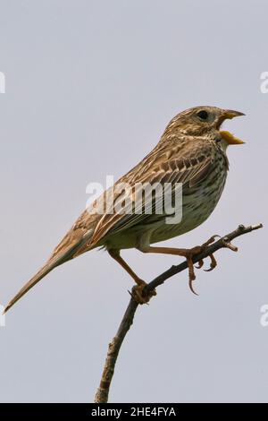 Ein Maisbunding, emberiza calandra, singt oben auf einem Ast Stockfoto