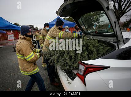 Richmond, Kanada. 8th Januar 2022. Feuerwehrleute entfernen während der jährlichen Weihnachtsbaumhackveranstaltung in Richmond, British Columbia, Kanada, am 8. Januar 2022 einen Baum aus einem Fahrzeug. Feuerwehrleute haben sich freiwillig gemeldet, um den Bewohnern bei der jährlichen Baumschürfveranstaltung zu helfen, ihre Weihnachtsbäume zu recyceln. Quelle: Liang Sen/Xinhua/Alamy Live News Stockfoto