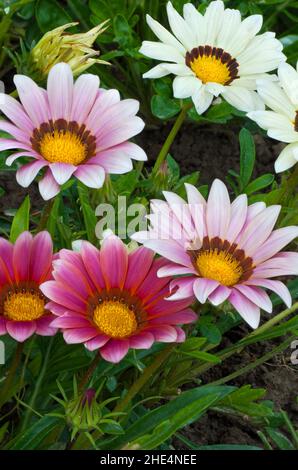 schöne bunte South African Gazanien Blumen blühen im Garten Stockfoto