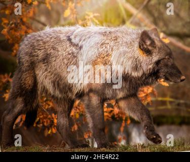 Junges Wolfsküken, das im Herbst spazierengeht. Orangefarbenes Herbstlaub und grünes Gras im Hintergrund Stockfoto