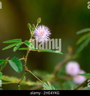 Blume der Mimosa pudica-Pflanze, auch bekannt als schläfriges oder schlafendes Gras, empfindliche, schüchterne Pflanze, Nahaufnahme einer kleinen flauschigen Blüte von stacheligem Kräuterkraut Stockfoto