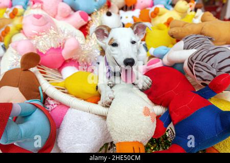 Echter Welpe Hund ist in einem Haufen von Puppen, Konzept der beliebten menschlichen Geschenke für Zärtlichkeit Freund Konzept. Stockfoto