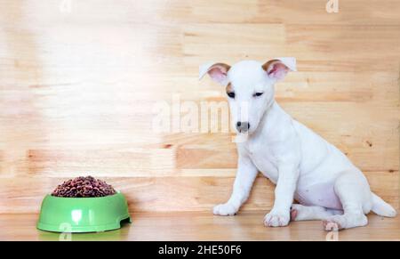 Mini Jack russel Welpe Hund langweilig Futter auf Holz Hintergrund Stockfoto