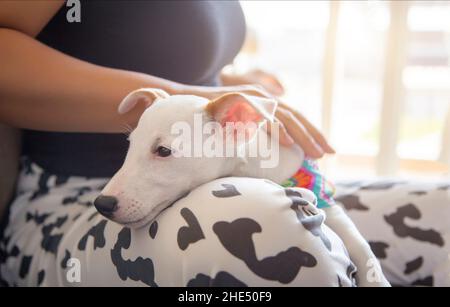 PET-Liebhaber-Konzept mit Mini-Hund auf Frau Bein in Farbe Kleid. Freundschaft zusammen. Stockfoto