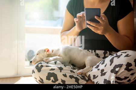 Haustierliebhaber-Konzept mit Mini-Hund auf Frauenbein. Frau, die zu Hause im Zimmer sitzt und das Mobiltelefon benutzt Stockfoto