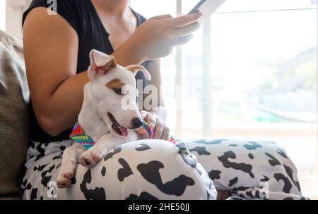 PET-Liebhaber-Konzept mit Mini-Hund auf Frau Bein in Farbe Kleid. Der Hund livetogeter, wenn Frau Smartphone verwenden, während im Zimmer zu Hause sitzen Stockfoto