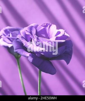 Eustoma, lisianthus oder Präriegenzian violett violett Blumen gegen hellviolett mit Schlagschatten auf Wand abstrakten Textur Hintergrund. Stockfoto