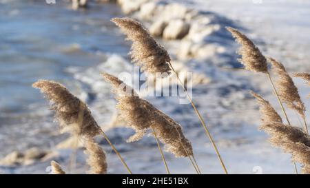 Gemeines Schilf - auch Phragmiten genannt - winkt im Wind entlang eines verschneiten Lake Michigan Strandes im Winter. Stockfoto