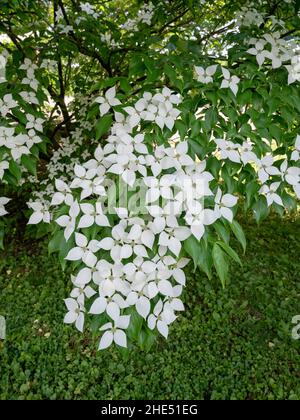 Kousa Dogwood Tree Stockfoto
