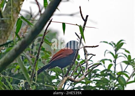 Der größere Coucal aka Centropus sinensis Stockfoto
