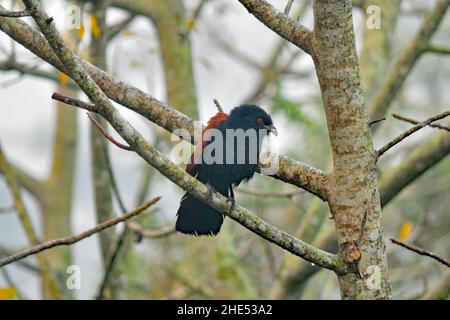 Der größere Coucal aka Centropus sinensis Stockfoto