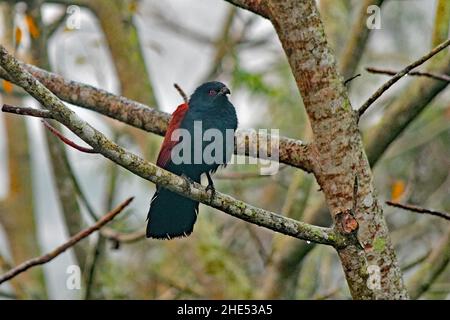 Der größere Coucal aka Centropus sinensis Stockfoto