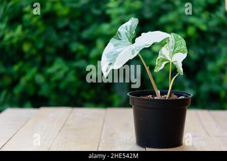 Syngonium podophyllum ist im Topf bunt Stockfoto