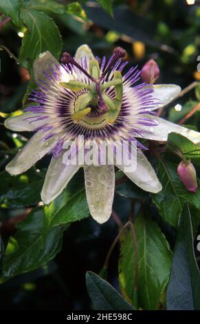 GEMEINE ODER BLAUE KRONEN-PASSIONSBLUME (PASSIFLORA CAERULEA) AN DER RANKE. Stockfoto